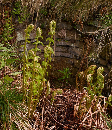 Bracken fronds springing up in the ruins of Bowling Green farm Bracken fronds springing up in the ruins of Bowling Green farm