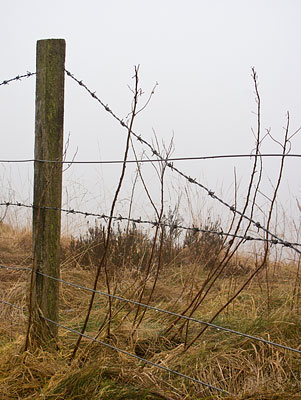 A broken fence, one of many. A broken fence, one of many.