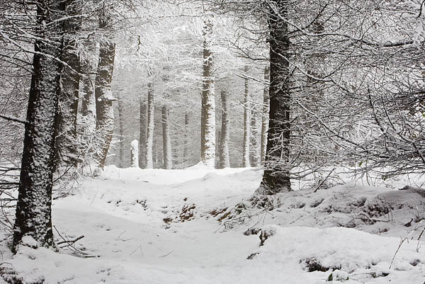 Brushes Plantation Brushes Plantation