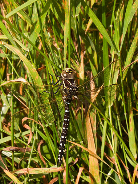 Common Hawker Dragonfly Common Hawker Dragonfly