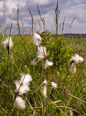 Cotton Grass Cotton Grass
