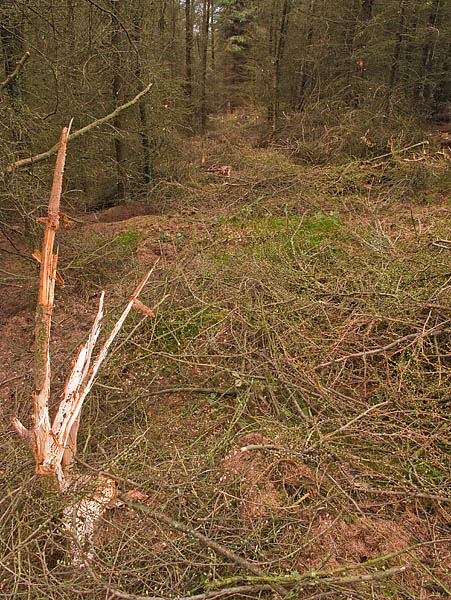 Felling track Felling track