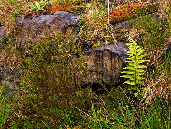 Crompton Moor supports a diverse range of plant life. Crompton Moor supports a diverse range of plant life.