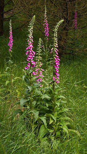Foxgloves Foxgloves