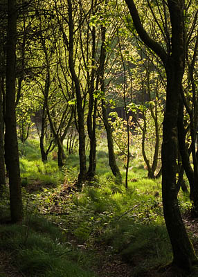 Great Meadow Birches Great Meadow Birches