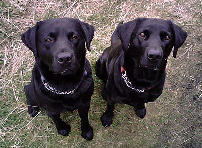 Jake and Milo Jake and Milo