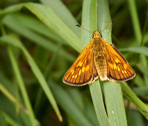 Large Skipper Large Skipper