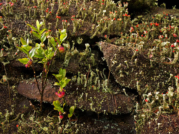 Old drystone walls shelter new growth and ancient lichens Old drystone walls shelter new growth and ancient lichens