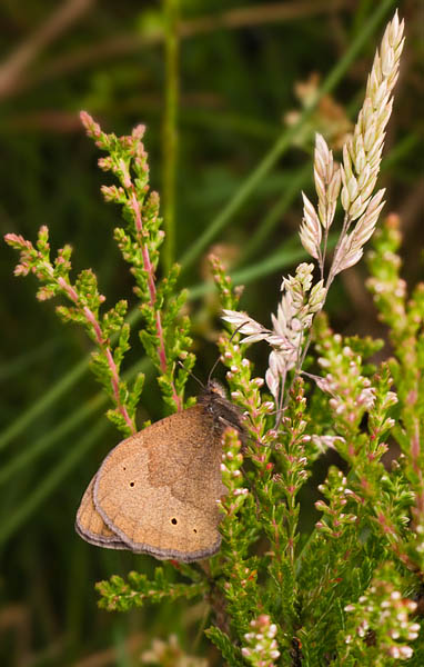 Meadow Brown Meadow Brown