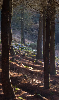 A conifer plantation drying out after a shower of rain. A conifer plantation drying out after a shower of rain.