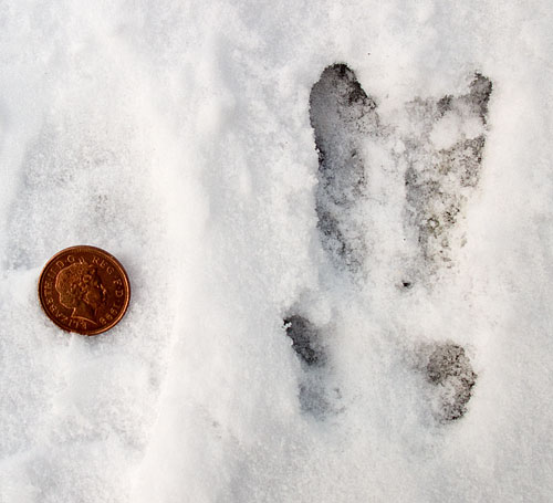 Roe Deer Tracks Roe Deer Tracks