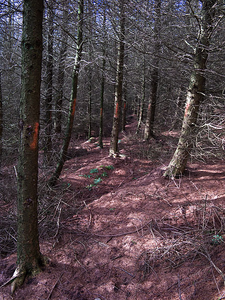 Trail blazed with red paint.