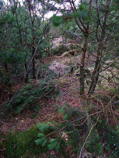 Trees that stand in the way of the trail marked for cutting down.