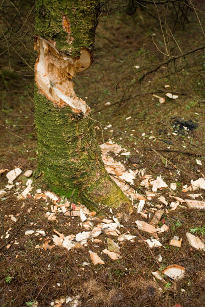 Tree Damage Tree Damage