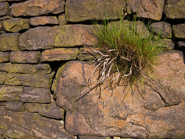 Life clings on in surprising places Life clings on in surprising places