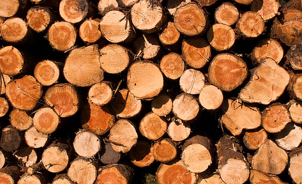 The mortal remains of Whitesides plantation. The mortal remains of Whitesides plantation.