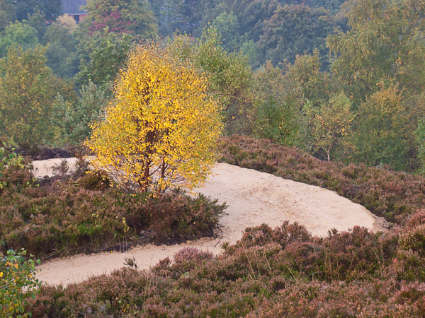 Yellow Brick Road Yellow Brick Road