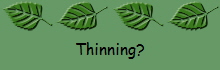 Thinning?