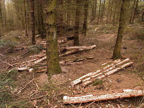 Felling trails either side of the timber piles. Felling trails either side of the timber piles.
