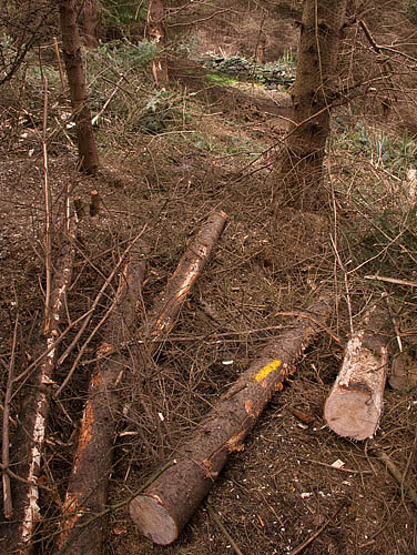 Marked tree felled Marked tree felled