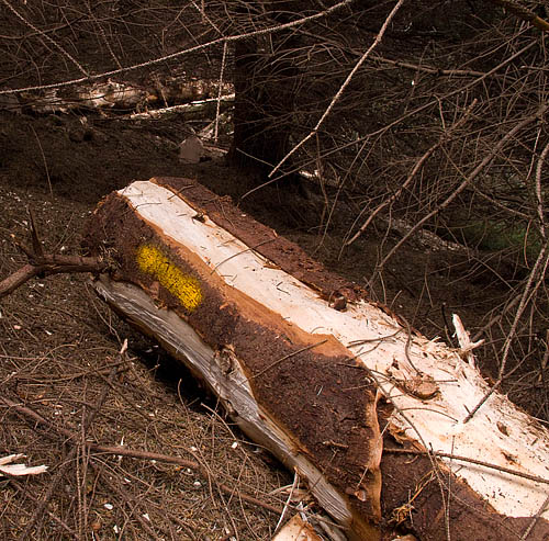 Marked tree felled Marked tree felled