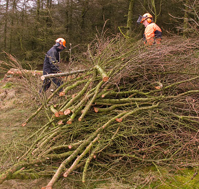 Thinning operations in Brushes plantation. Thinning operations in Brushes plantation.