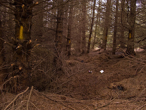 yellow-trail-1 yellow-trail-1