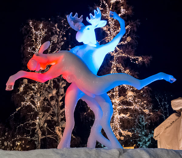 Elk in Jokkmokk - Ice Raven - Sub Zero Adventure - Copyright Gary Waidson, All rights reserved.