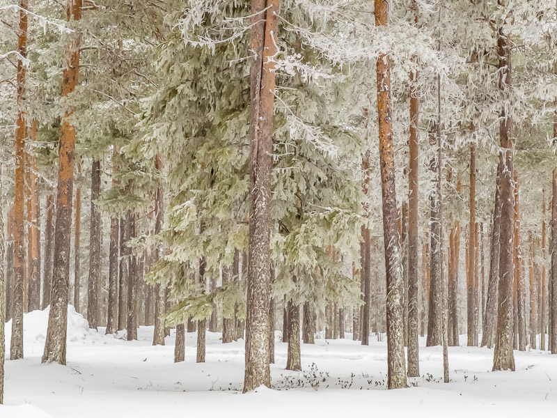 Jokkmokk Trip 2017-89