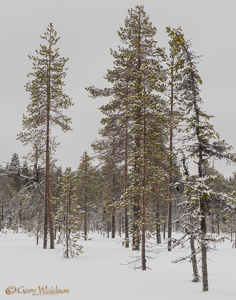 Finnish Taiga - Ice Raven - Sub Zero Adventure - Copyright Gary Waidson, All rights reserved. Finnish Taiga - Ice Raven - Sub Zero Adventure - Copyright Gary Waidson, All rights reserved.