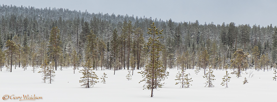 The Finnish Taiga - Ice Raven - Sub Zero Adventure - Copyright Gary Waidson, All rights reserved. The Finnish Taiga - Ice Raven - Sub Zero Adventure - Copyright Gary Waidson, All rights reserved.