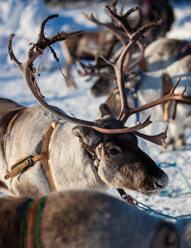Reindeer in Harness - Ice Raven - Sub Zero Adventure - Copyright Gary Waidson, All rights reserved.