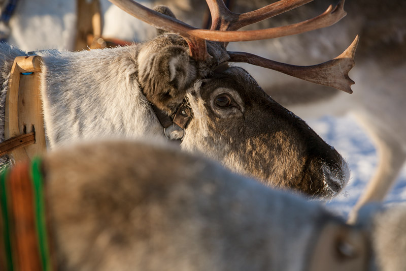 Reindeer in Harness - Ice Raven - Sub Zero Adventure - Copyright Gary Waidson, All rights reserved.