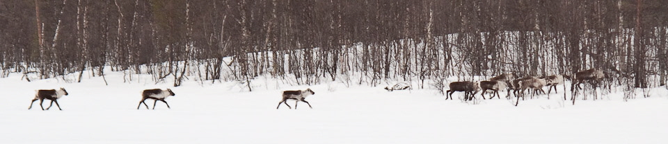 Reindeer crossing the lake - Ice Raven - Sub Zero Adventure - Copyright Gary Waidson, All rights reserved.