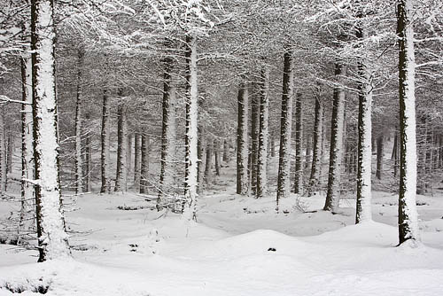 One of the plantations on a snowy morning.