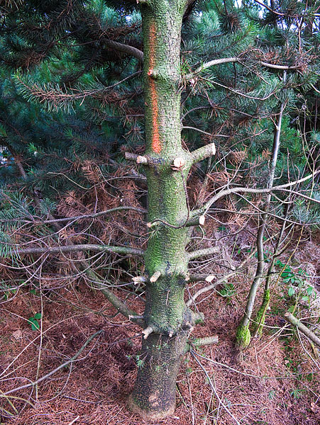 You can see the fresh cutting.