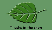 Tracks in the snow