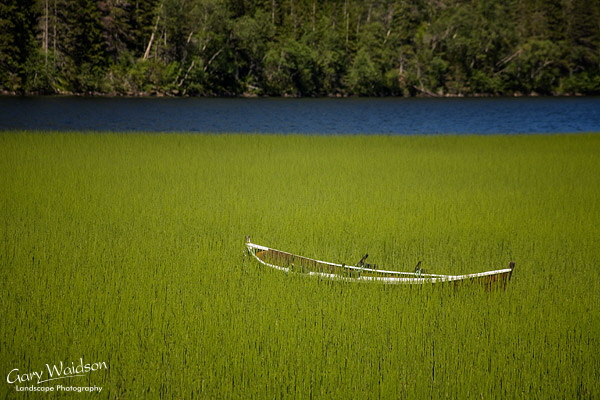 Boat in reeds. Norway. Fine Art Landscape Photography by Gary Waidson