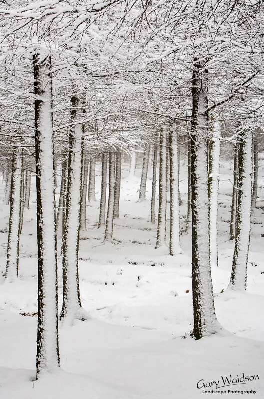 Brushes Wood Snow. Waylandscape. Fine Art Landscape Photography by Gary Waidson