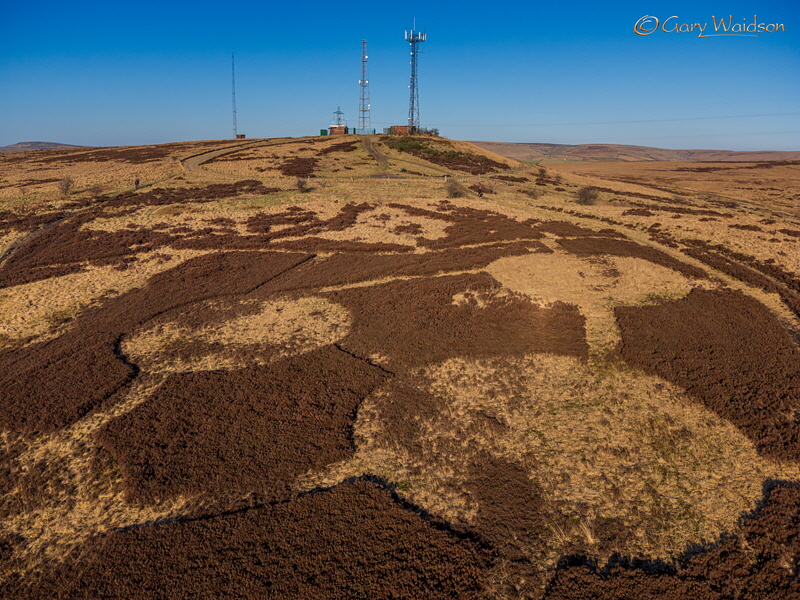 Heather flailing onCrow Knowl - Fine Art Landscape Photography by Gary Waidson