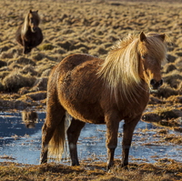 Icelandic Horses