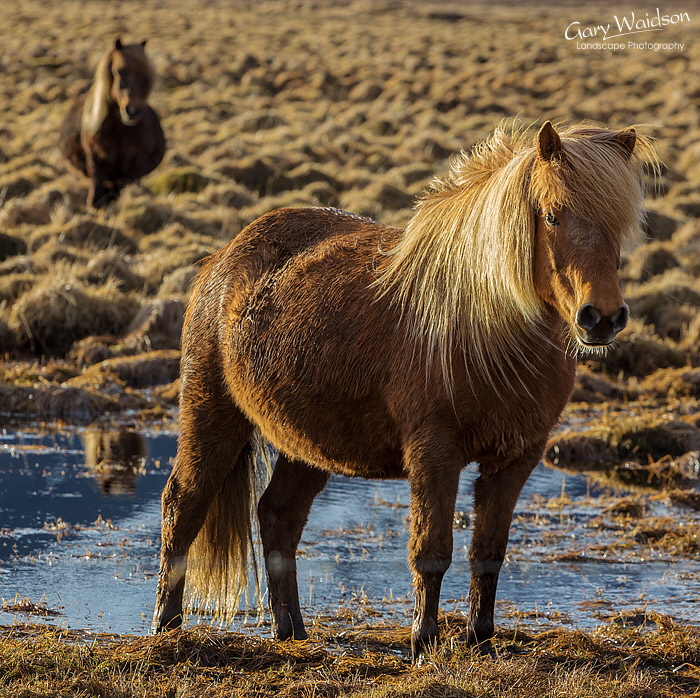 Icelandic Horses, Iceland - Photo Expeditions - � Gary Waidson - All Rights Reserved