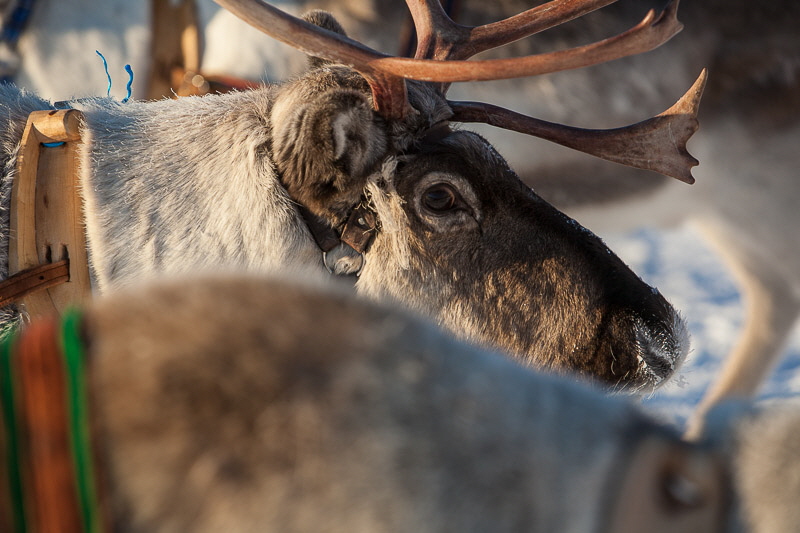 Reindeer at Jokkmokk. Fine Art Landscape Photography by Gary Waidson Reindeer at Jokkmokk. Fine Art Landscape Photography by Gary Waidson