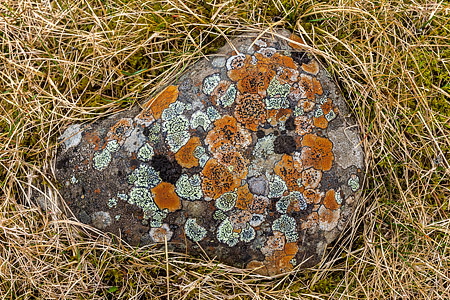Lichen-on-Stone, Iceland - Photo Expeditions - � Gary Waidson - All Rights Reserved