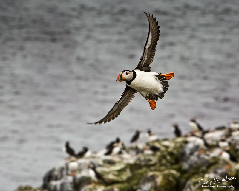 Puffin Landing. Waylandscape. Fine Art Landscape Photography by Gary Waidson Puffin Landing. Waylandscape. Fine Art Landscape Photography by Gary Waidson