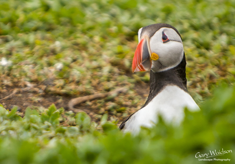 Puffin in burrow. Waylandscape. Fine Art Landscape Photography by Gary Waidson Puffin in burrow. Waylandscape. Fine Art Landscape Photography by Gary Waidson