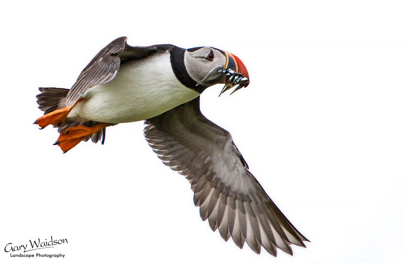 Puffin in flight. Waylandscape. Fine Art Landscape Photography by Gary Waidson Puffin in flight. Waylandscape. Fine Art Landscape Photography by Gary Waidson