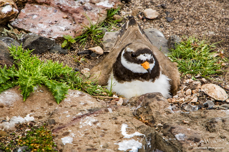 Ringed Plover on nest. Waylandscape. Fine Art Landscape Photography by Gary Waidson Ringed Plover on nest. Waylandscape. Fine Art Landscape Photography by Gary Waidson