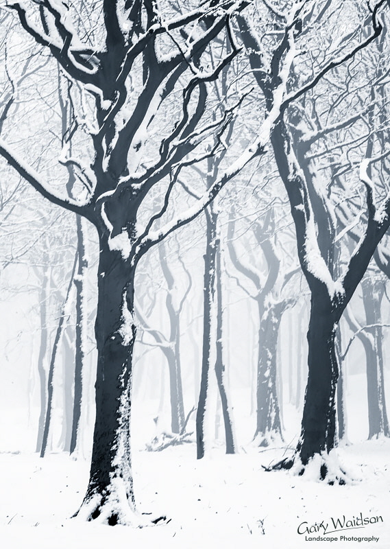 Tandlewood - Waylandscape. Fine Art Landscape Photography by Gary Waidson