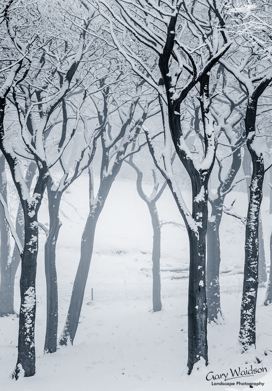 Tandlewood - Waylandscape. Fine Art Landscape Photography by Gary Waidson